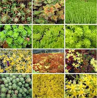 ������픾G������ֲ��