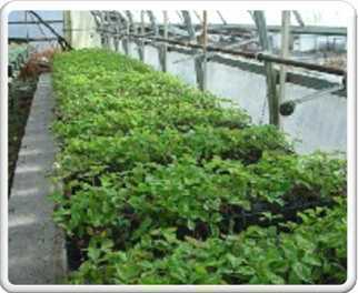 選擇植物2 選擇植物2