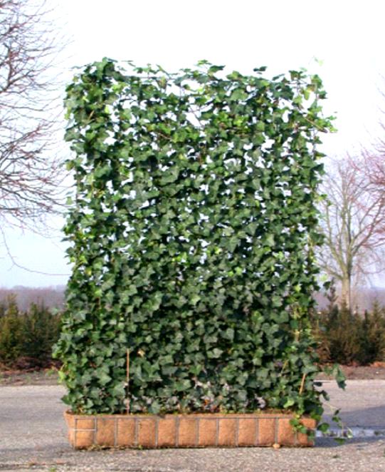 ���zʽ����G��Ч���D